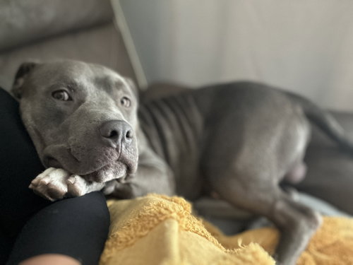 picture of the dog needing adoption
