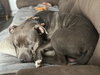 Dusty - Photo 3