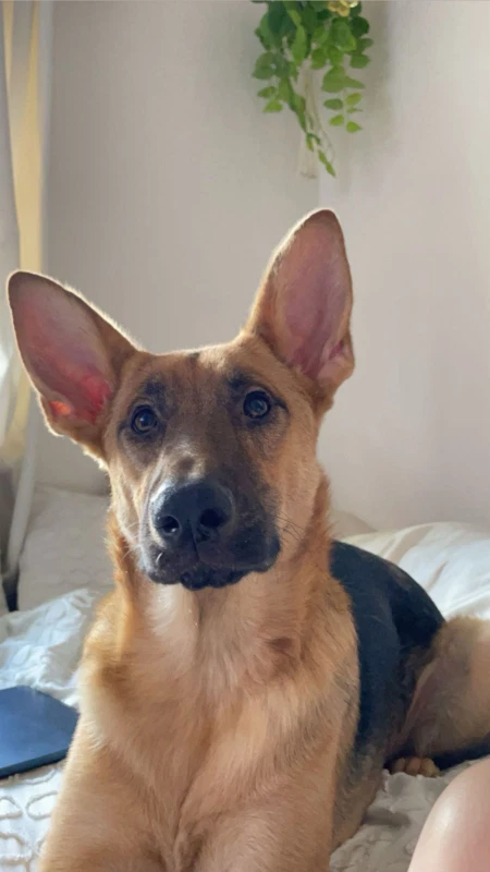 Nova