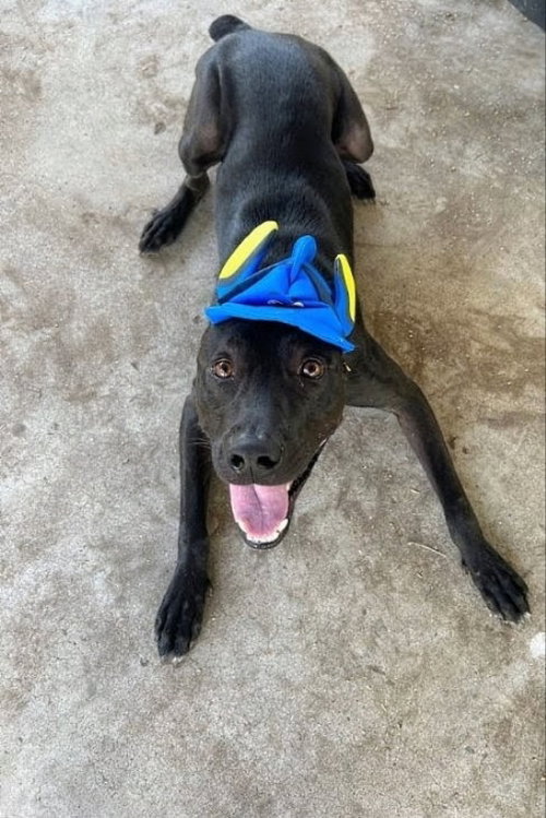 picture of the dog needing adoption