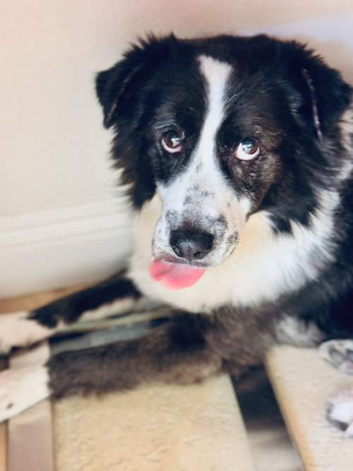 picture of the dog needing adoption