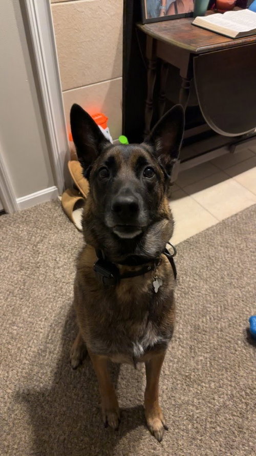 Copper, an adoptable Belgian Shepherd Malinois in San Diego, CA
