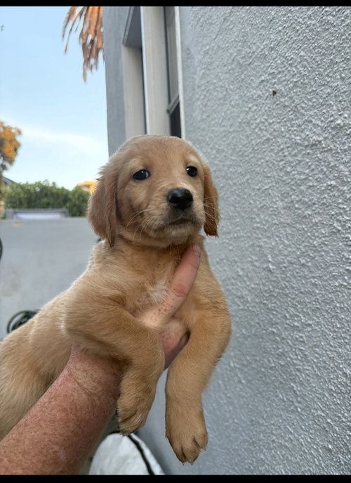 Honey, an adoptable Golden Retriever in San Diego, CA
