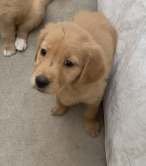 Waffles, an adoptable Golden Retriever in San Diego, CA