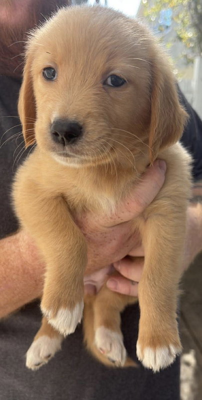Maple, an adoptable Golden Retriever in San Diego, CA