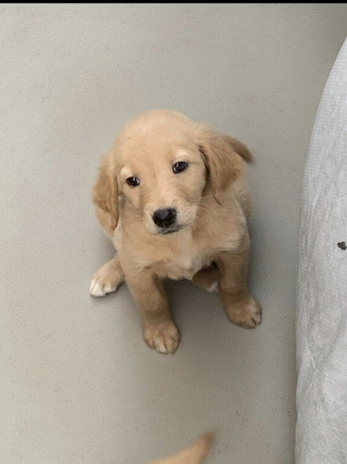Butter, an adoptable Golden Retriever in San Diego, CA