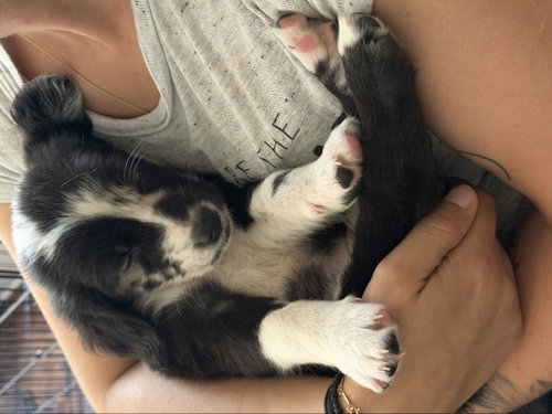 Blueberry, an adoptable Golden Retriever in San Diego, CA
