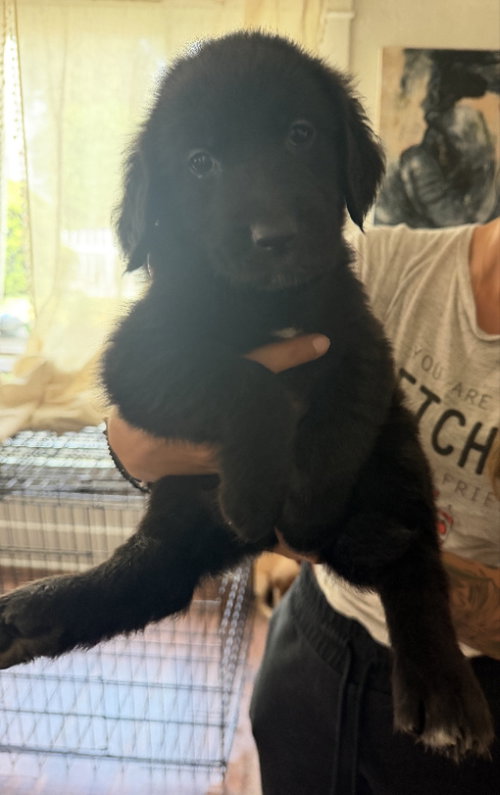 Toast, an adoptable Golden Retriever in San Diego, CA
