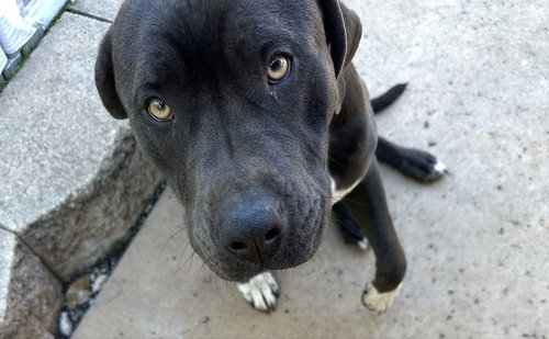 Luke, an adoptable Cane Corso Mastiff in San Diego, CA