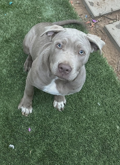 Kiara, an adoptable Cane Corso Mastiff in San Diego, CA