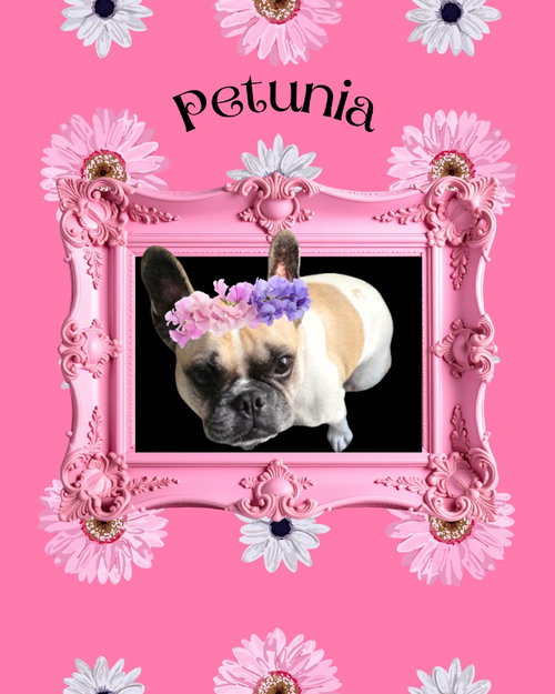 Petunia photo 2