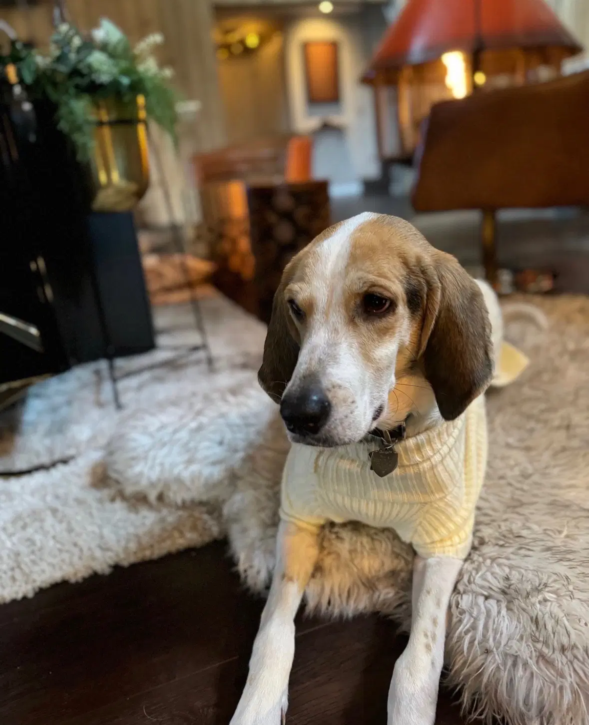 Walker - Treeing Walker Coonhound