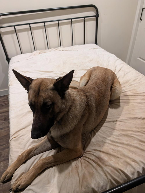 Scout, an adoptable Belgian Shepherd Malinois in San Diego, CA