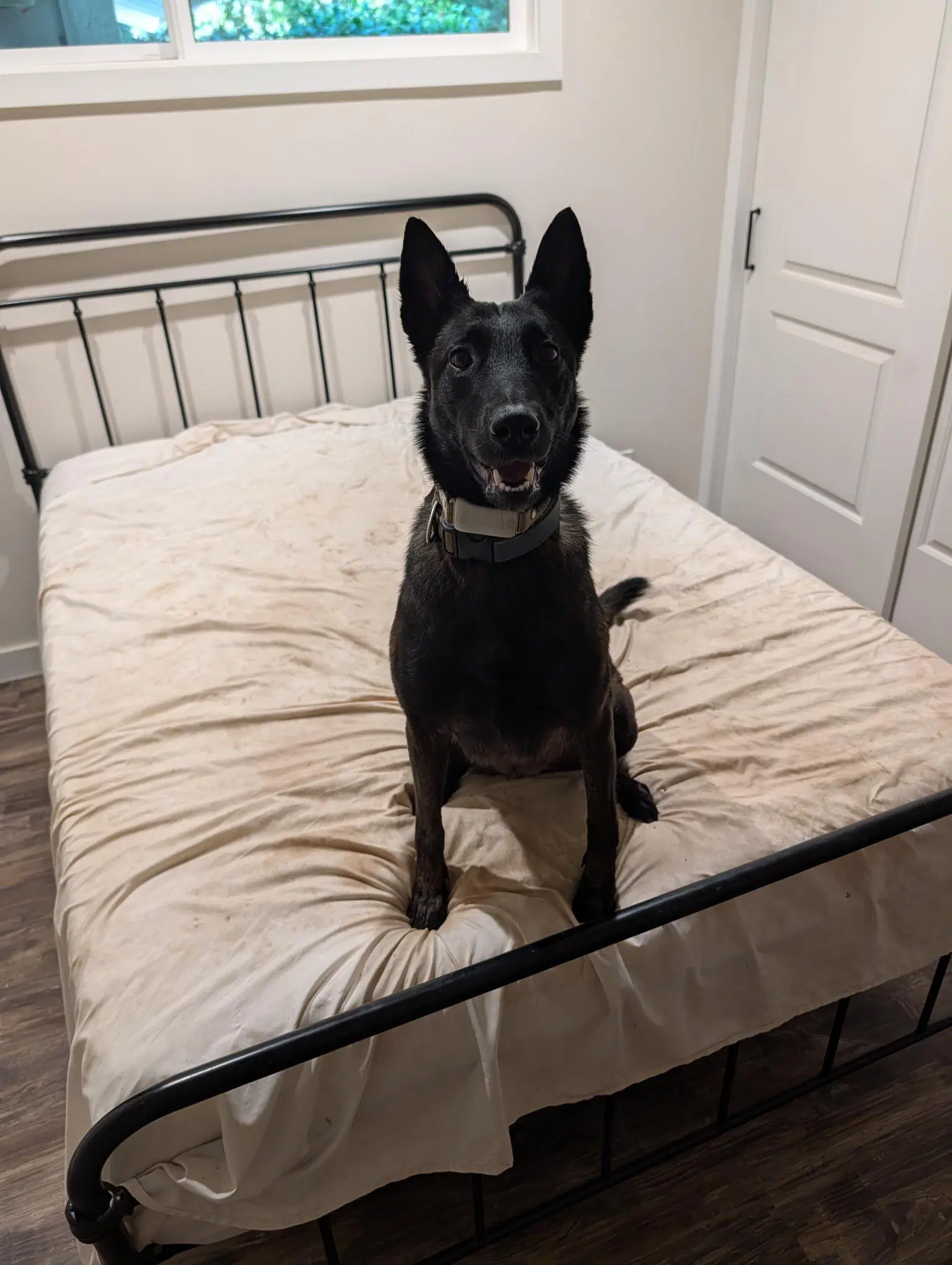 Dakota - Belgian Shepherd Malinois