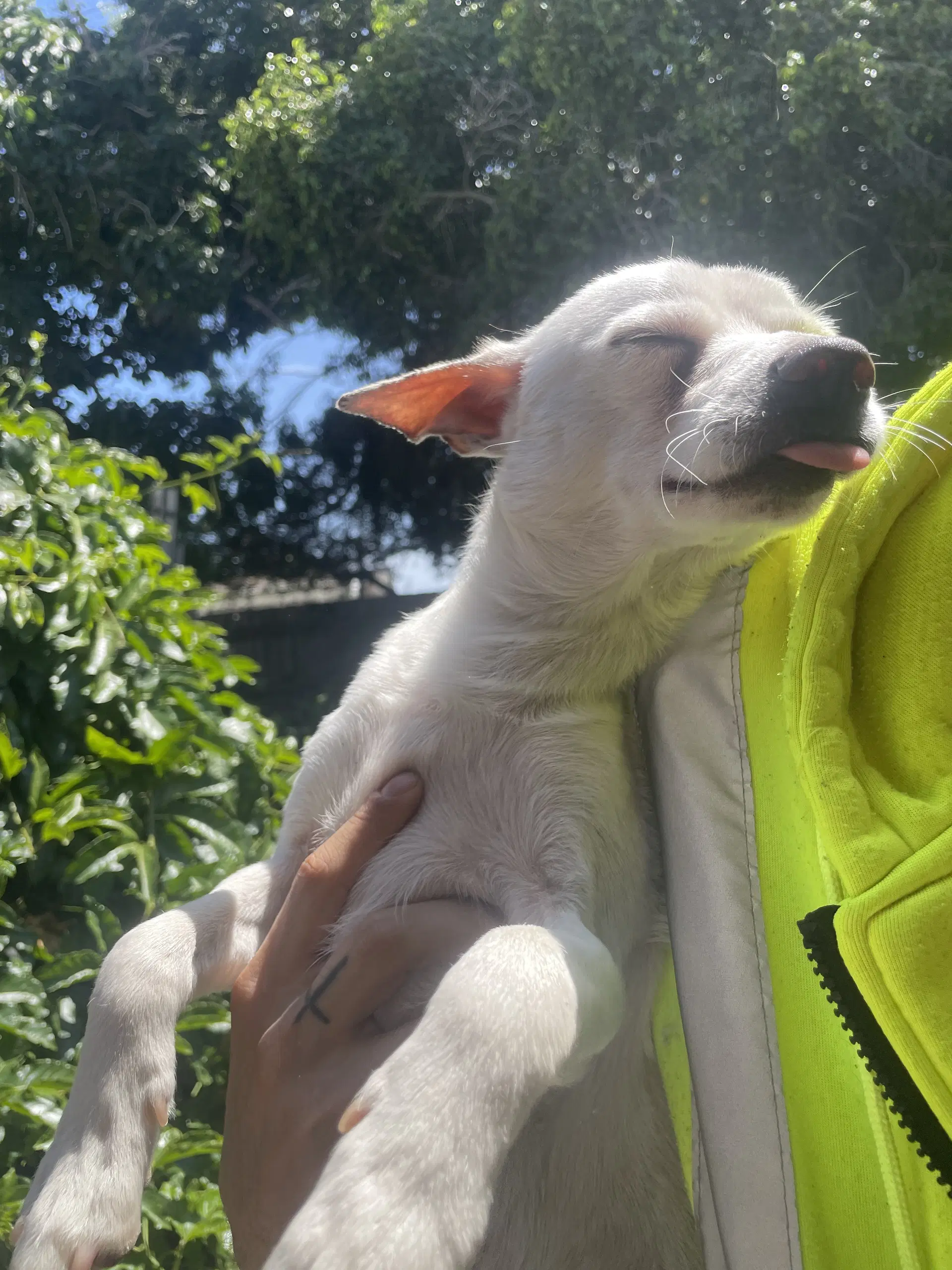 Felipe - Chihuahua