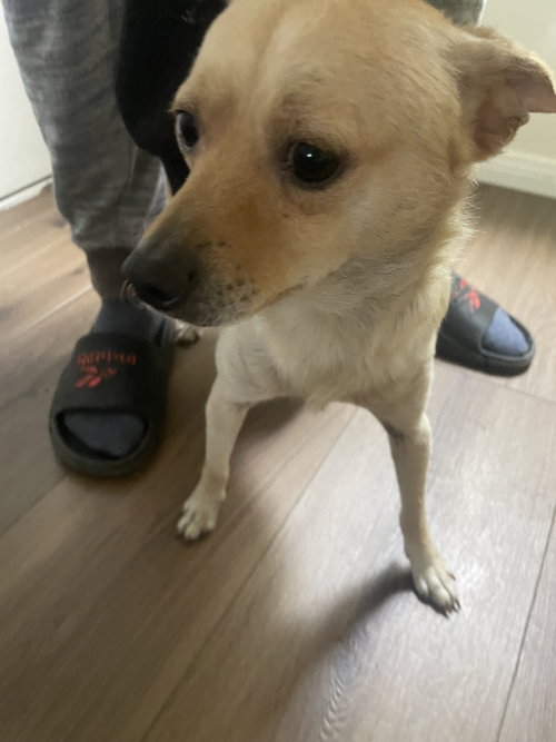 Bear, an adoptable Chihuahua in San Diego, CA