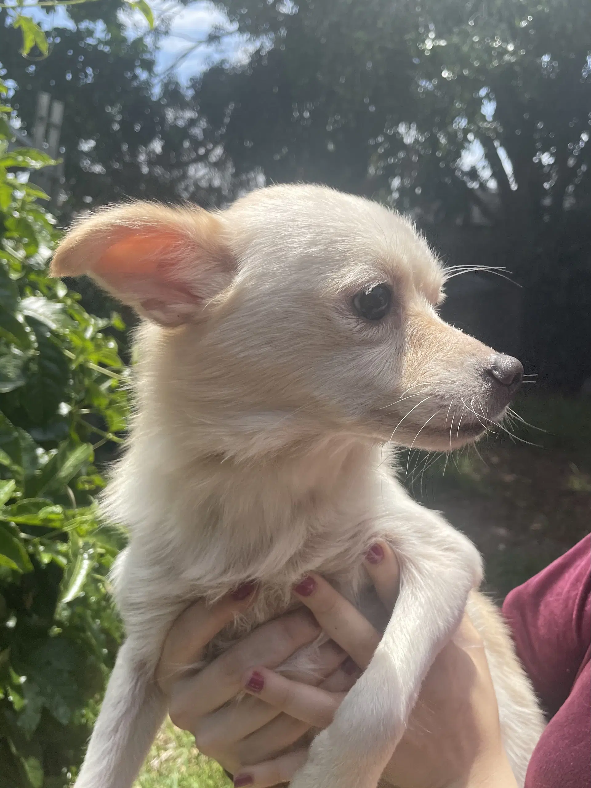 Marvin - Chihuahua