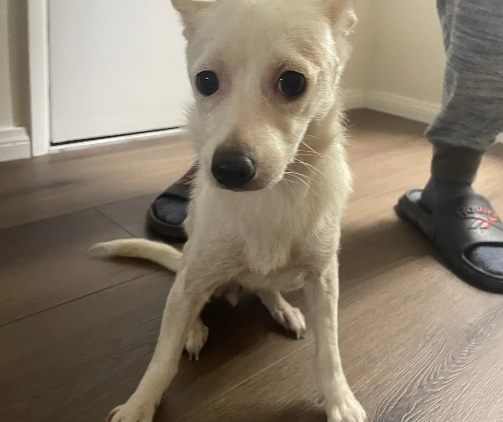 Miss Girl - Chihuahua