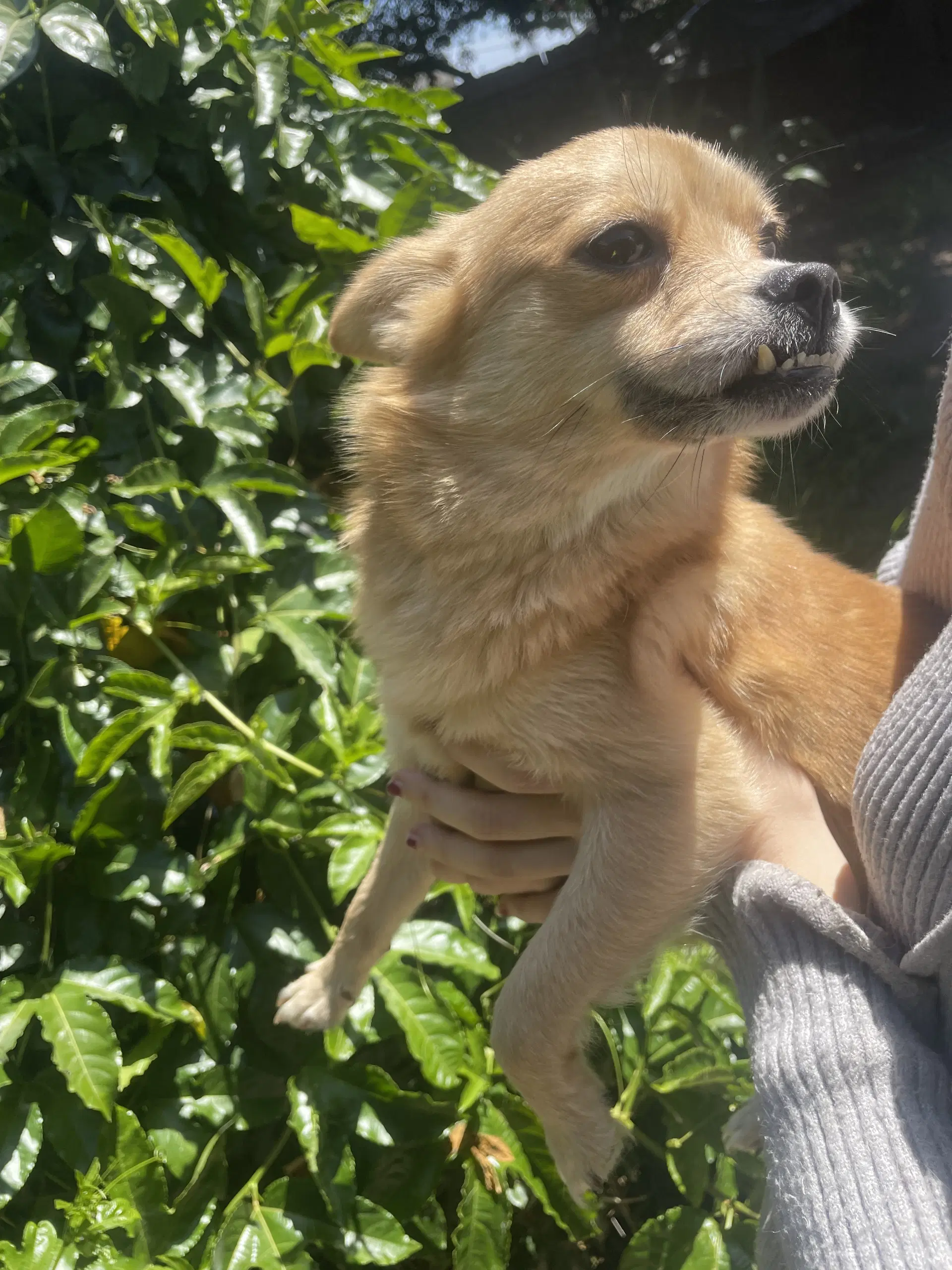 Baby - Chihuahua