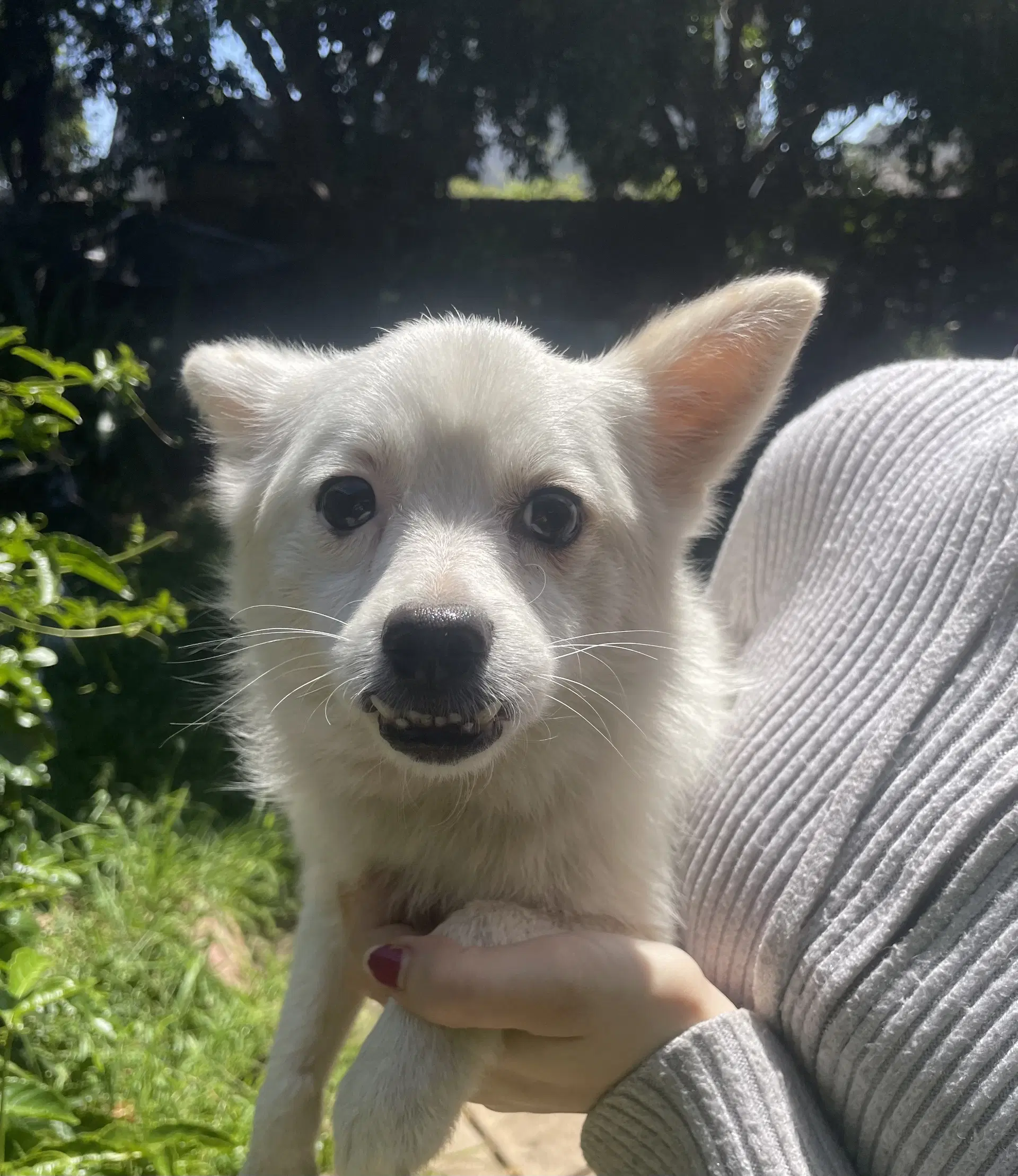 Daisy - Chihuahua
