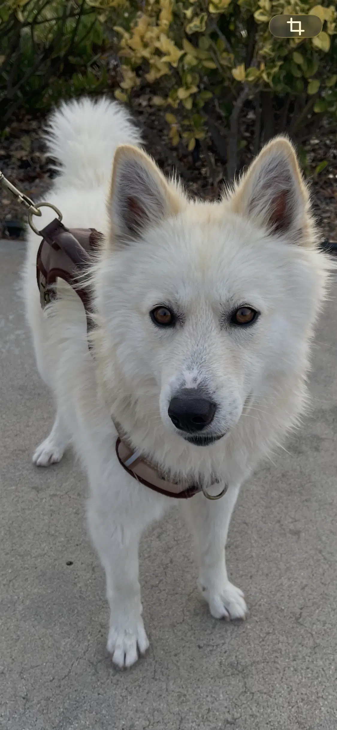 Jasper - German Shepherd Dog