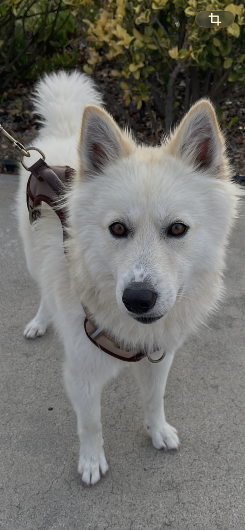 Jasper, an adoptable German Shepherd Dog in San Diego, CA