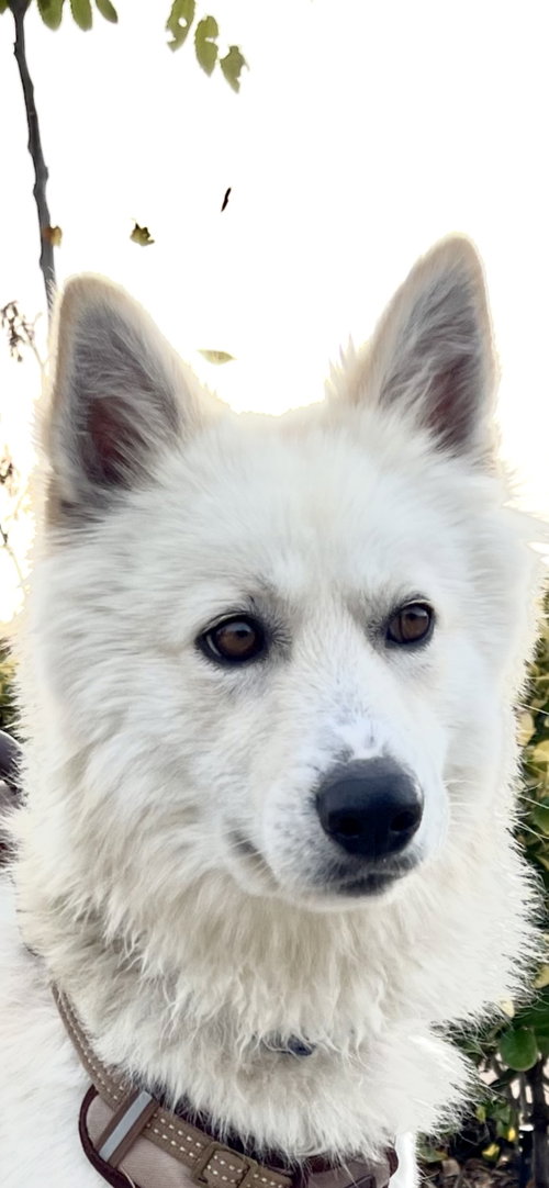 Jasper photo 2