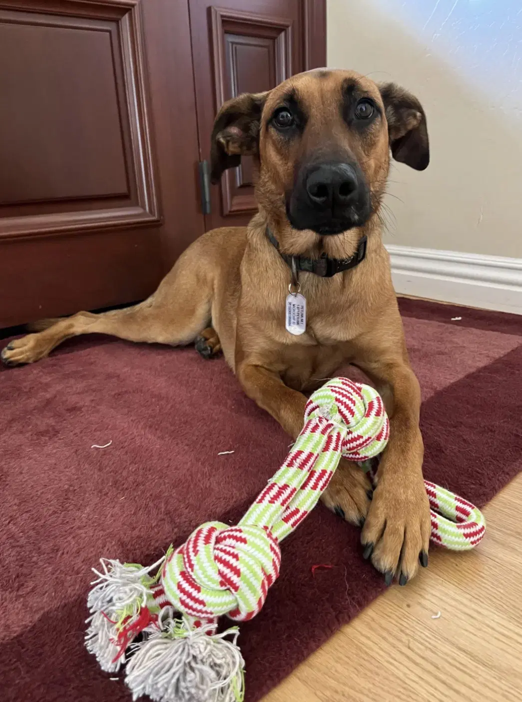Cooper - Belgian Shepherd Malinois