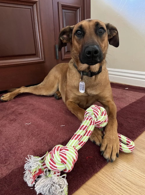 Cooper, an adoptable Belgian Shepherd Malinois in San Diego, CA