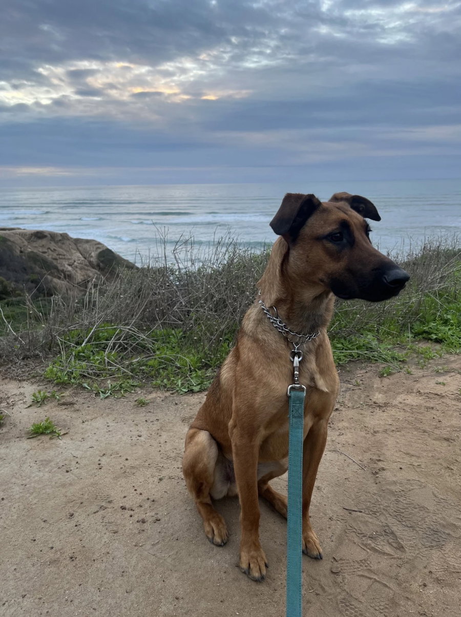 Cooper