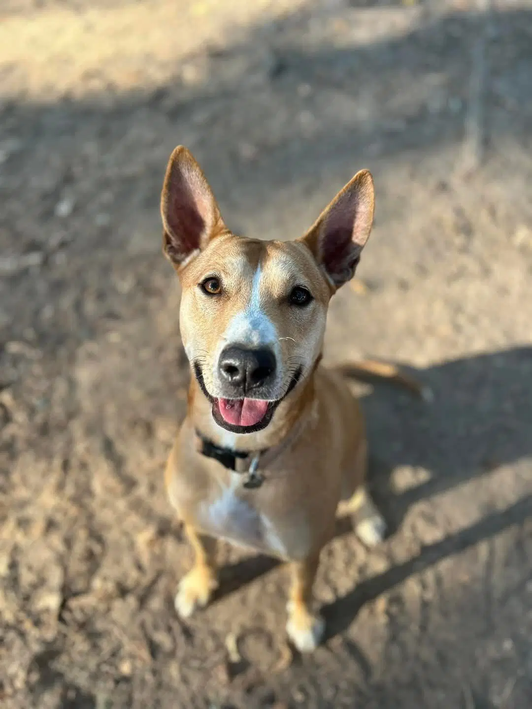 Desert - Terrier