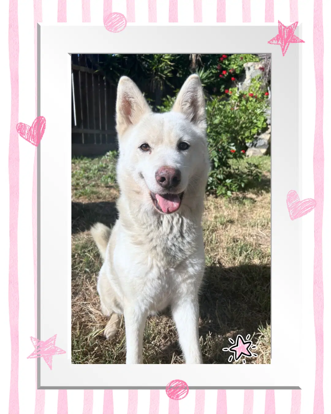 Stellie - White Shepherd