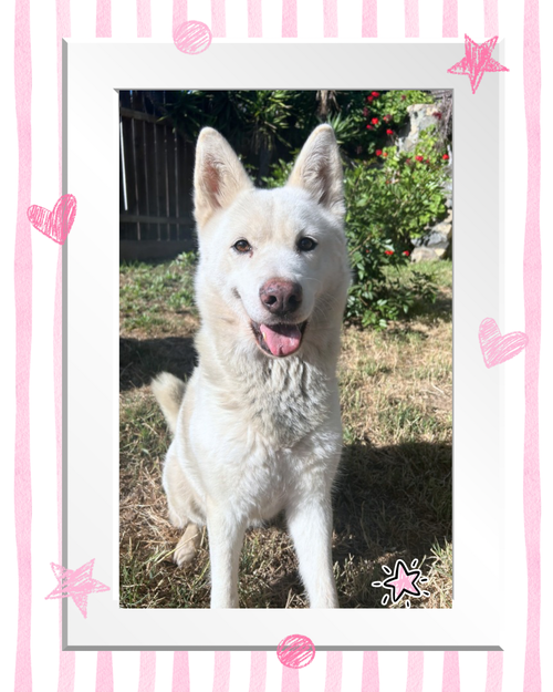 Stellie, an adoptable Husky in San Diego, CA