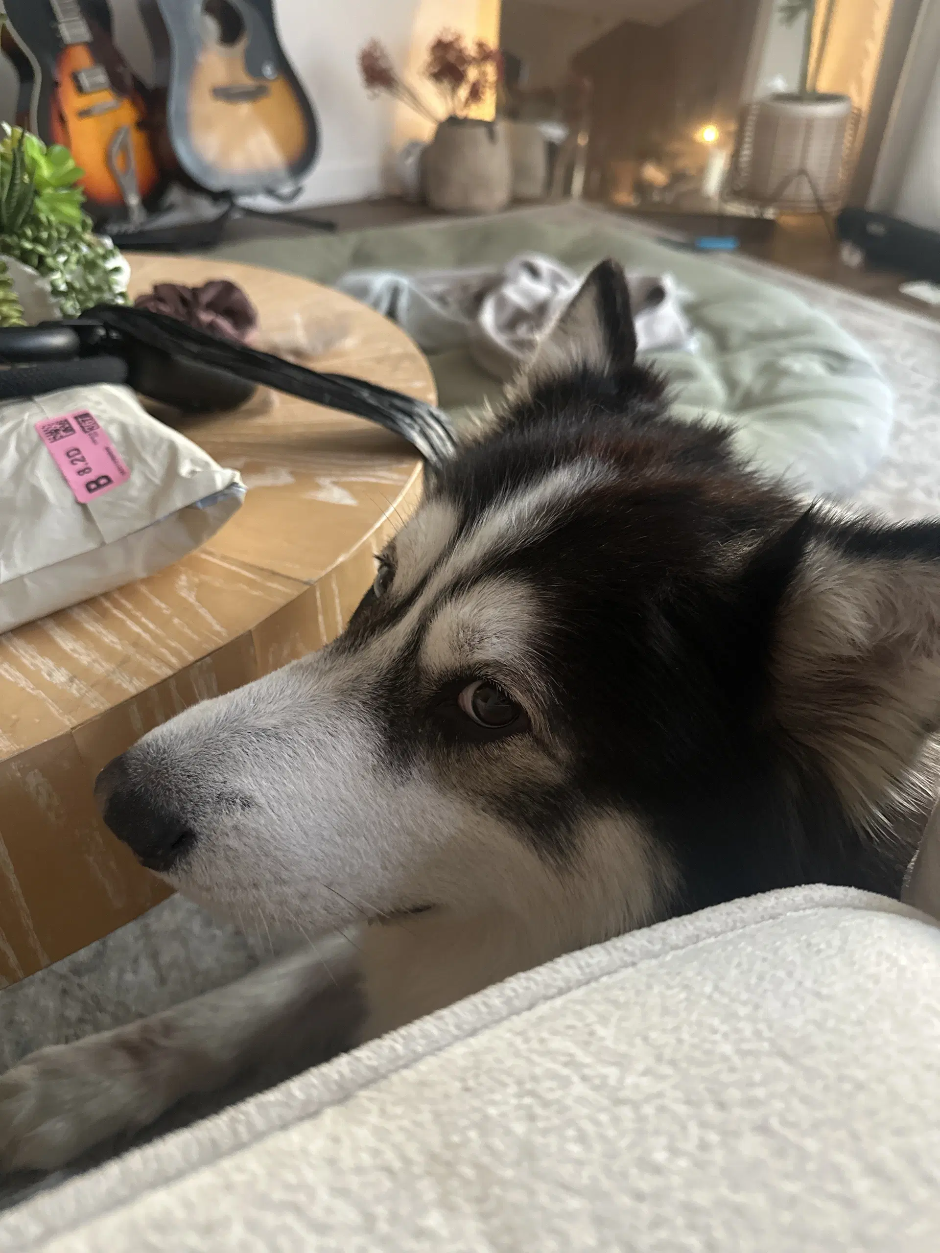 Champ - Husky