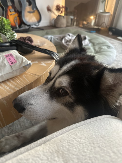 Champ, an adoptable Husky in San Diego, CA