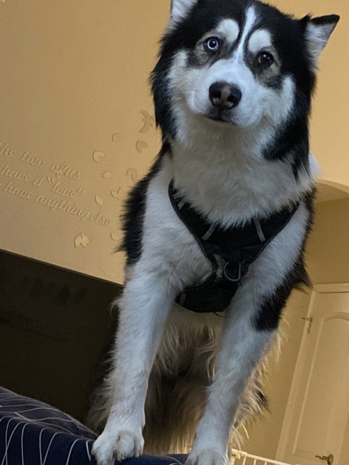 Champ photo 3