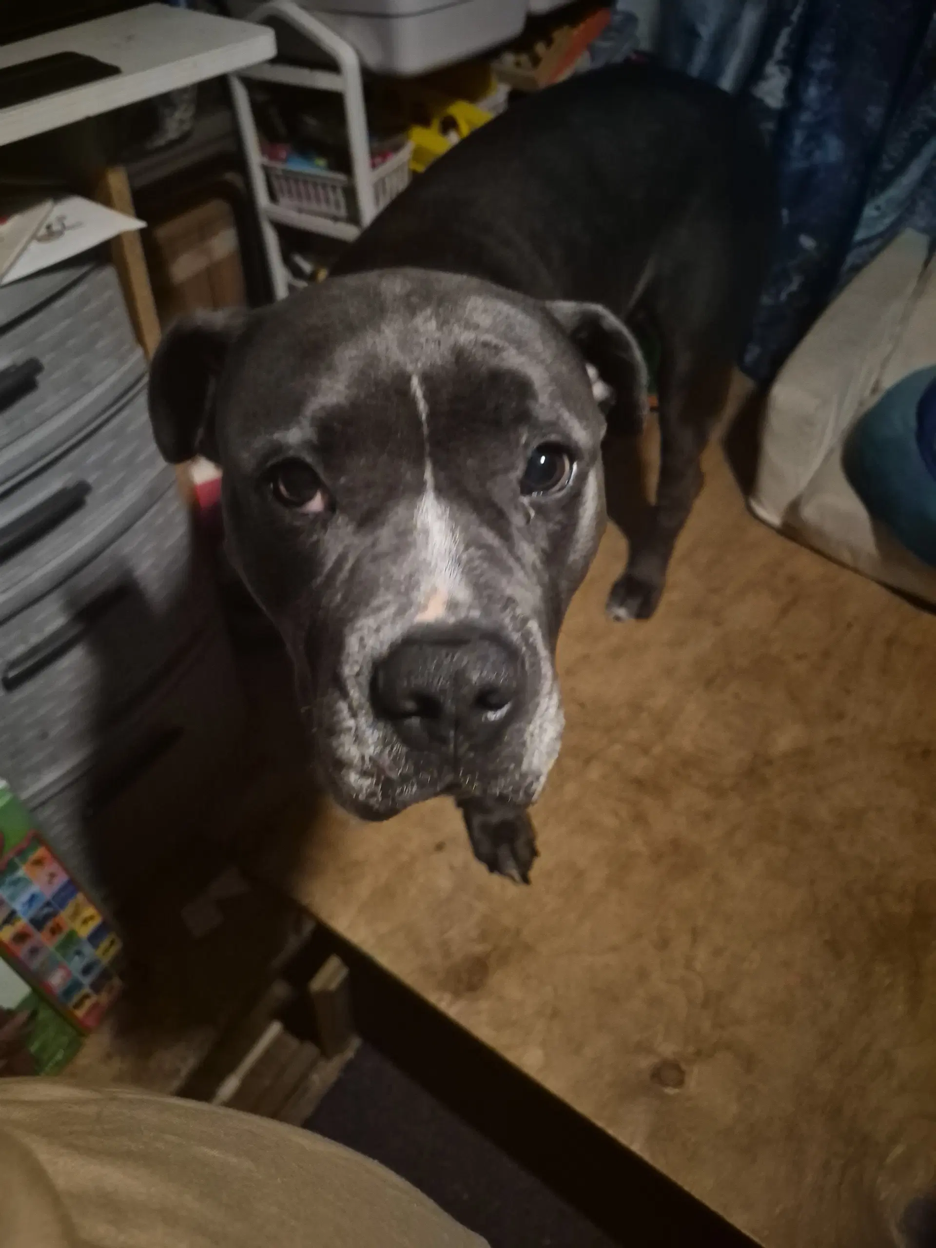 Parker - Pit Bull Terrier