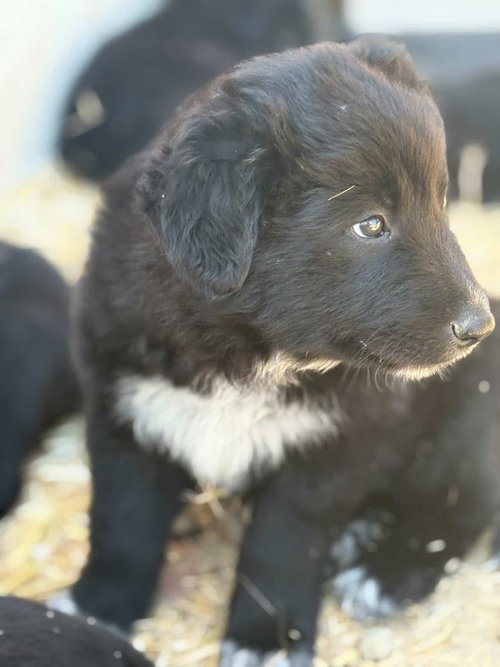 Balu