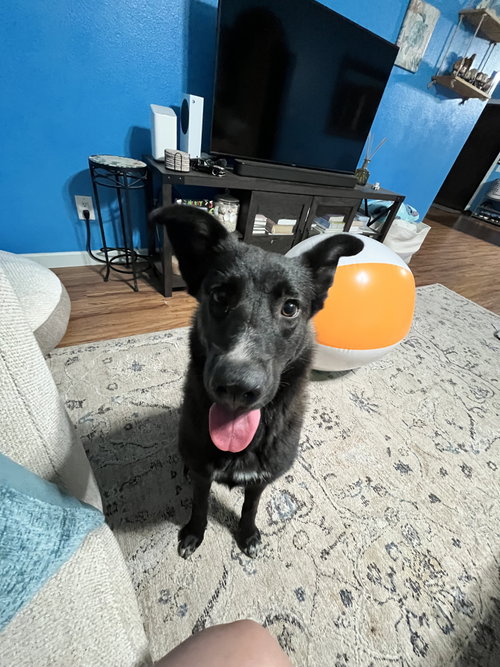 Kora