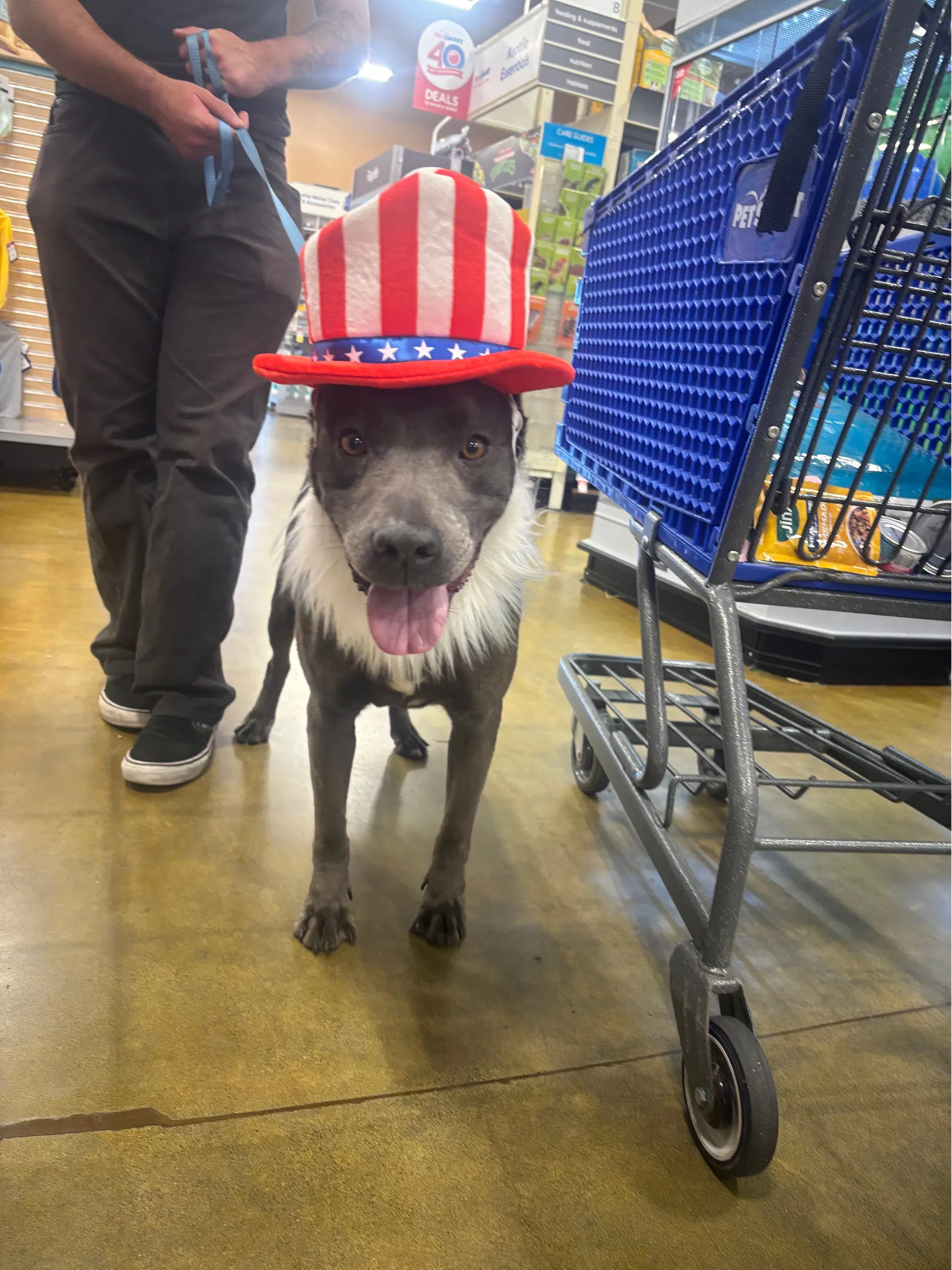 Blossom - Pit Bull Terrier