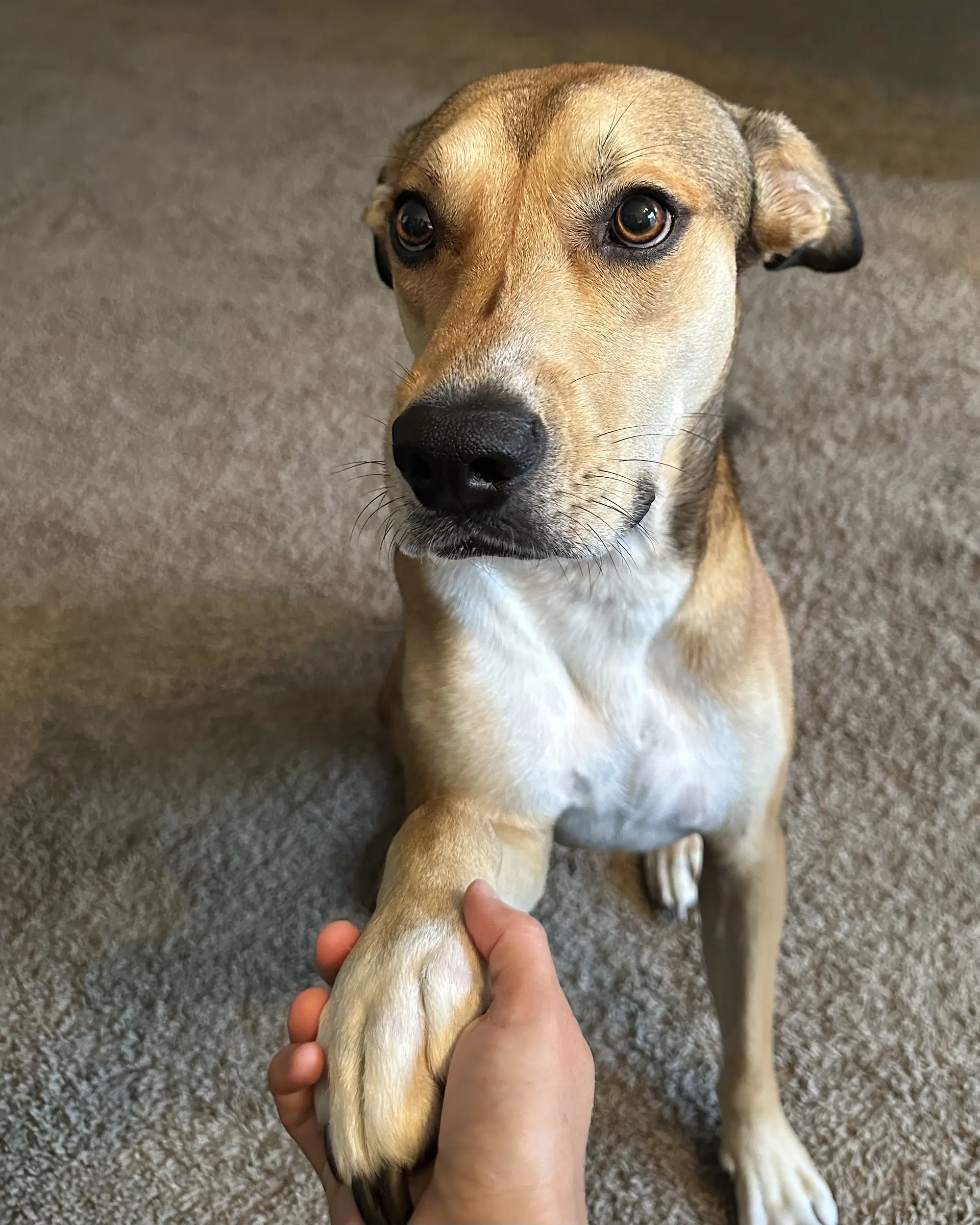 Cedar - Mountain Cur