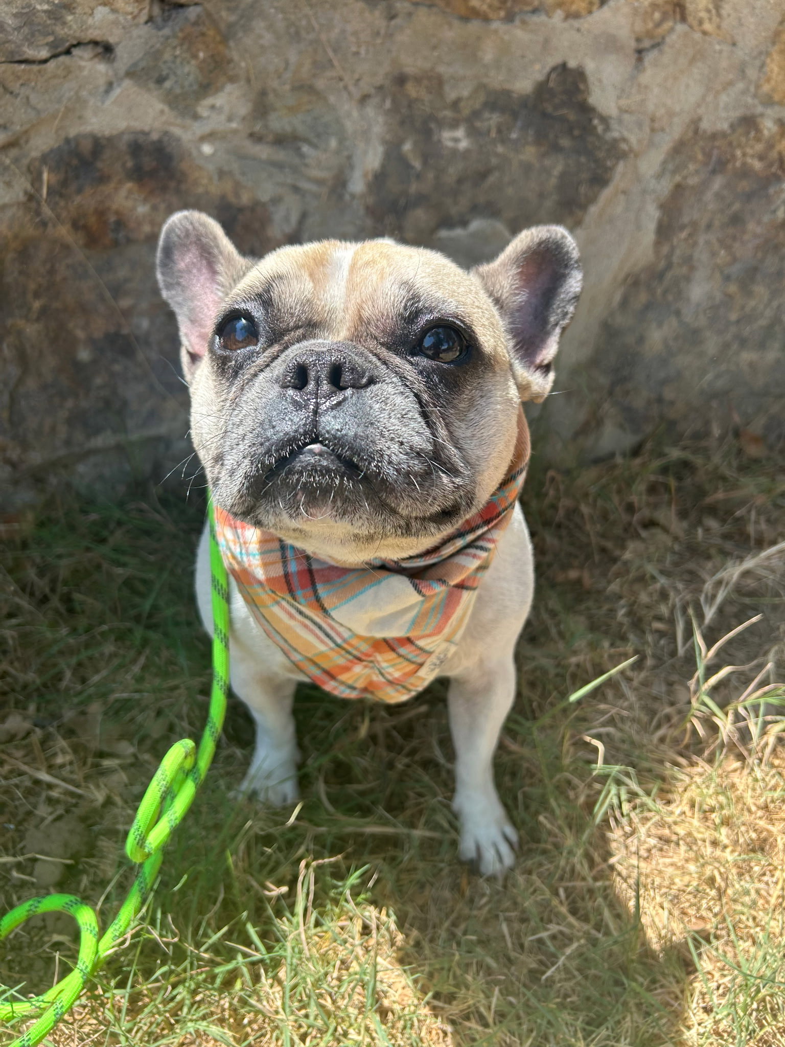 Petunia, French Bulldog