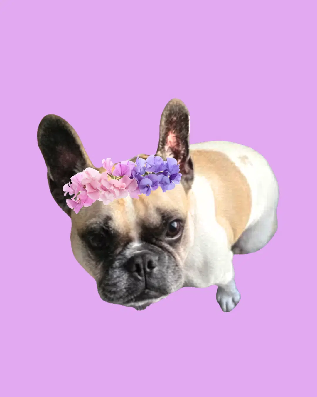 Petunia image 4