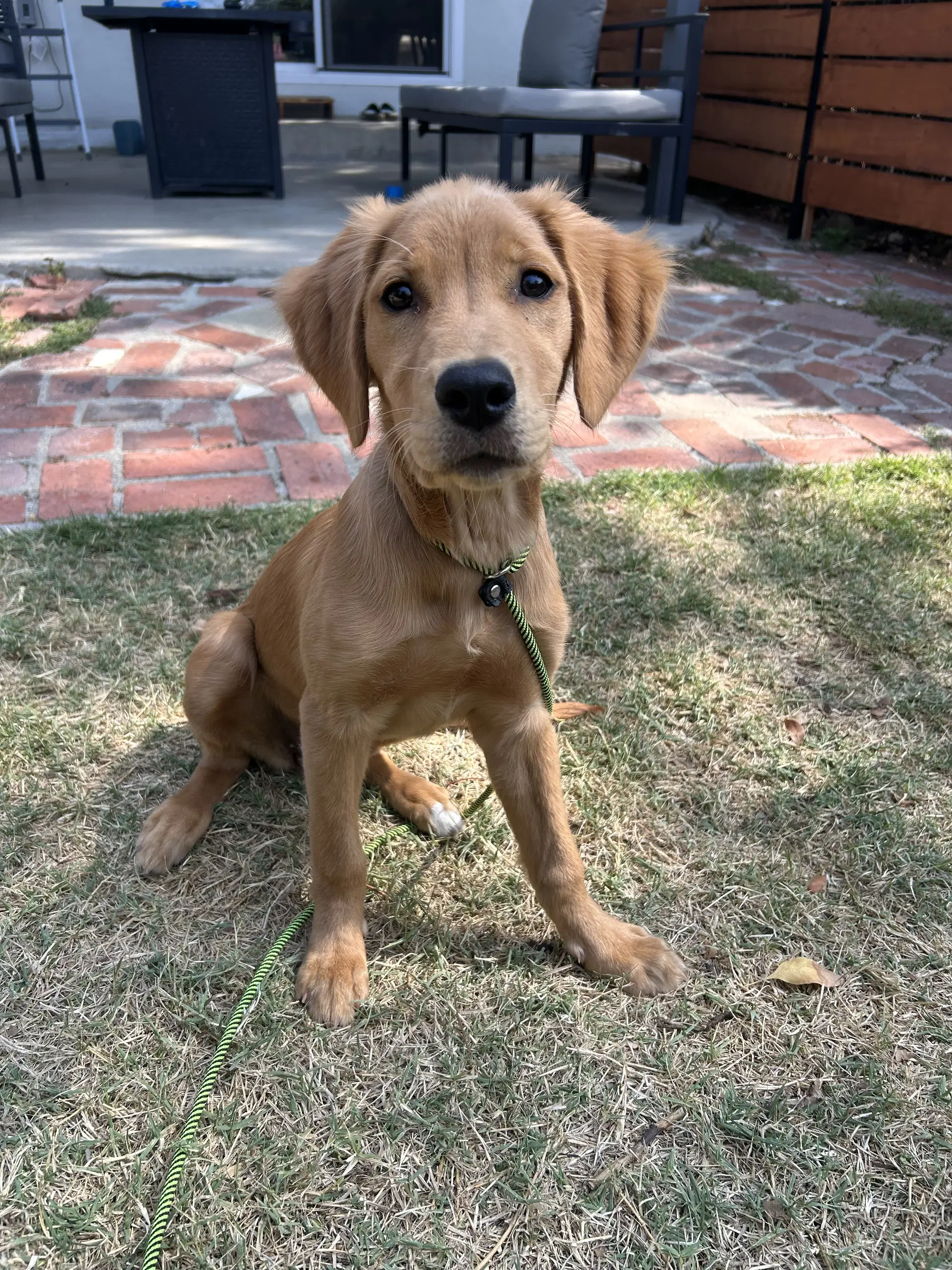 Peanut Butter - Golden Retriever