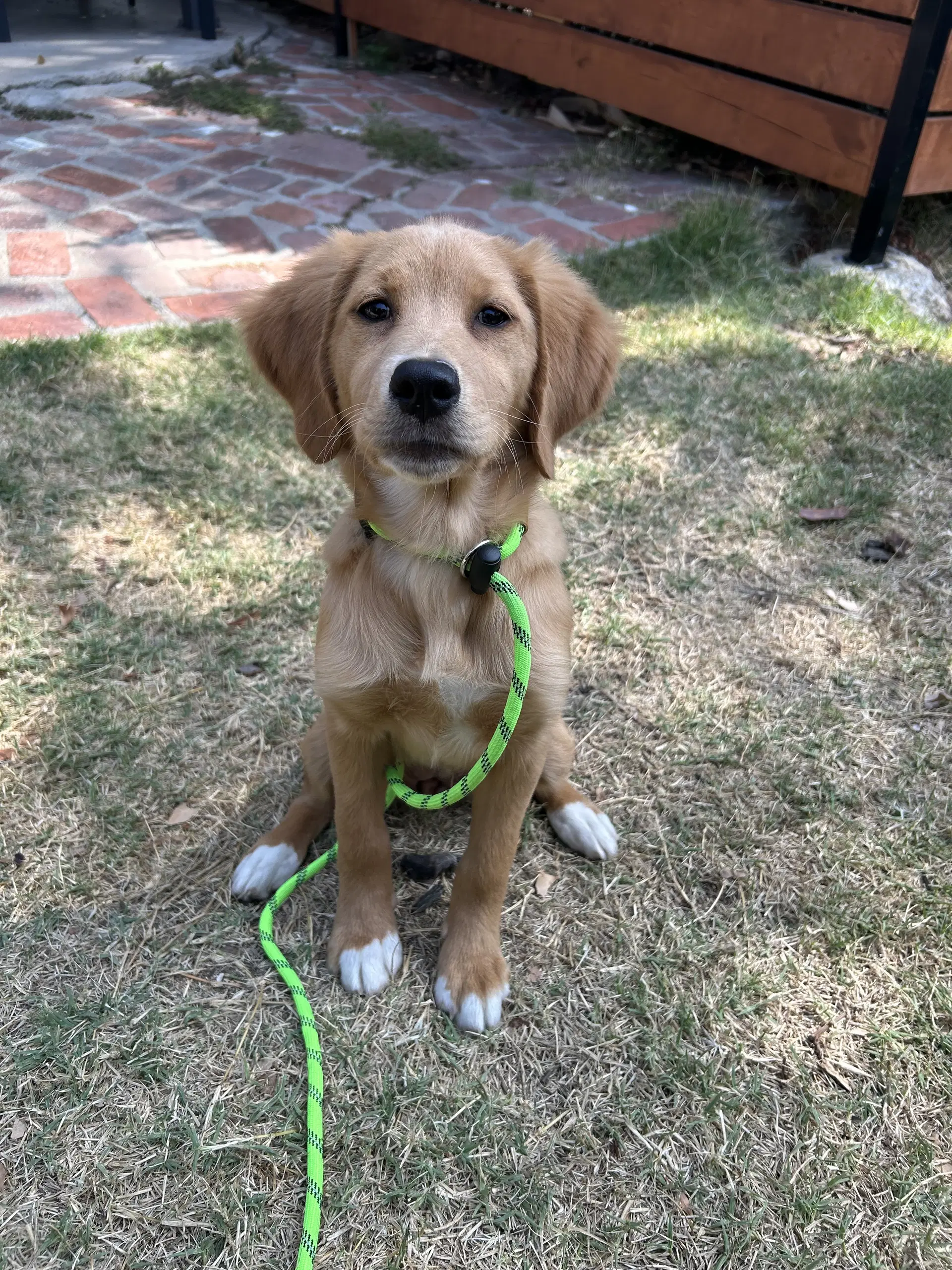 Bagel - Golden Retriever
