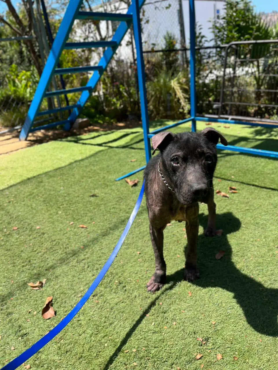 Milo - Mountain Cur