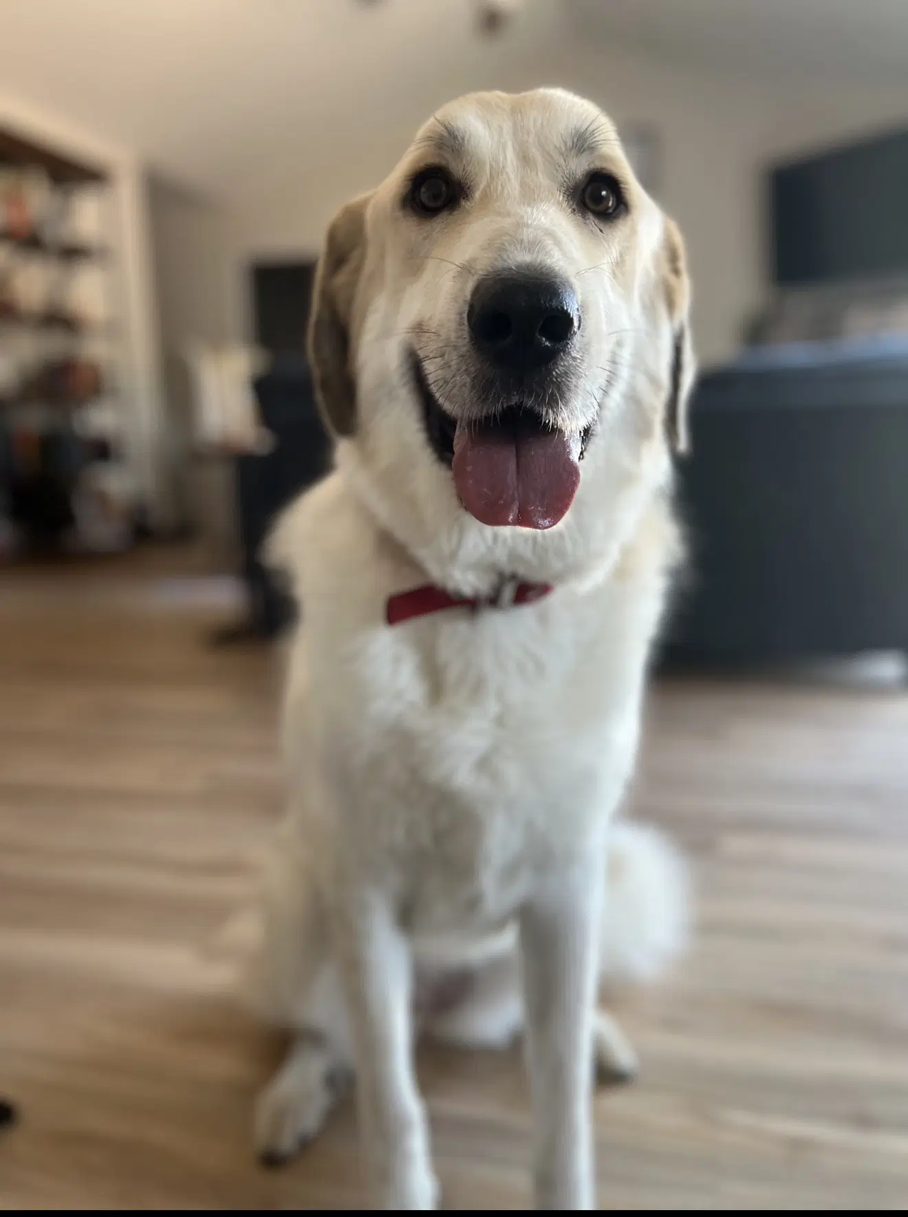 Jenny - Anatolian Shepherd