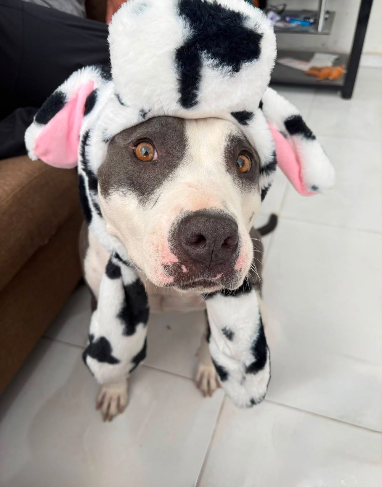 Cow, American Pit Bull Terrier