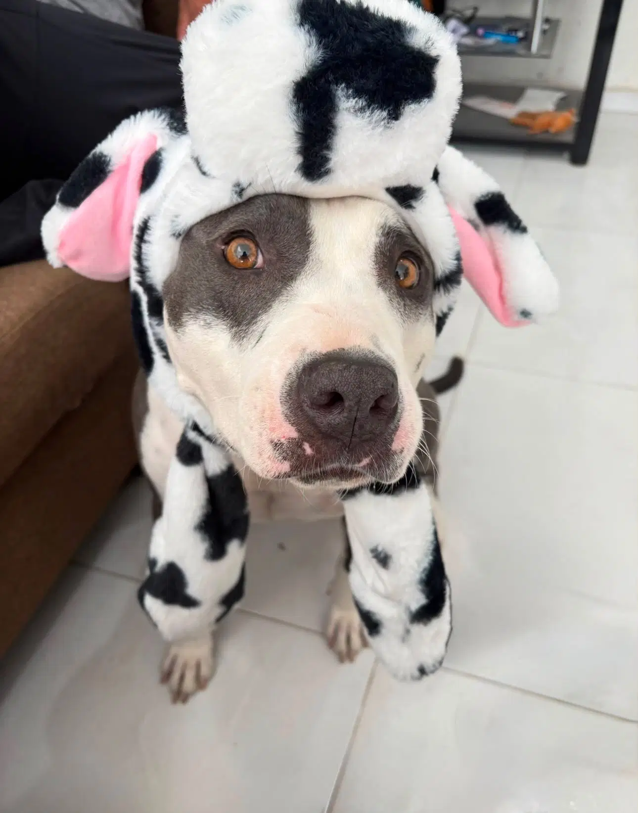 Cow - American Pit Bull Terrier