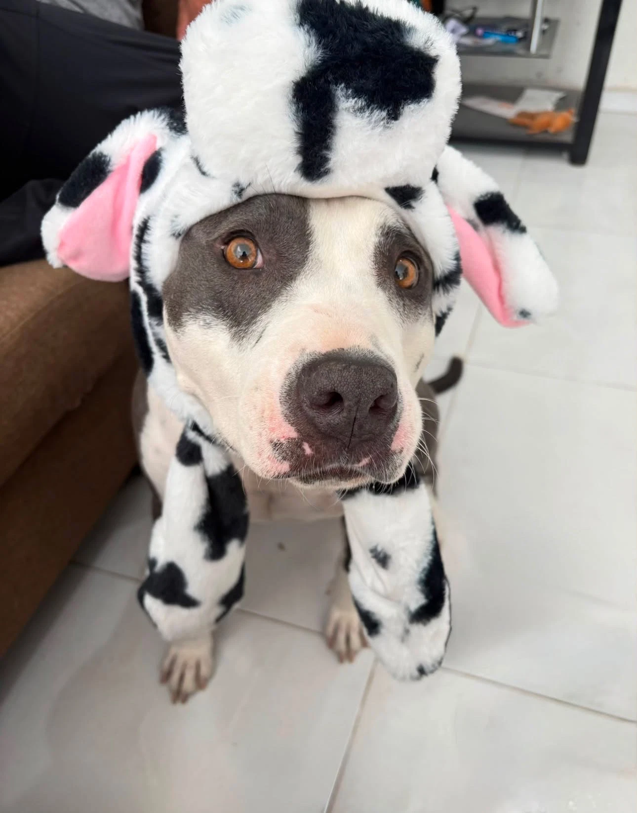 Cow